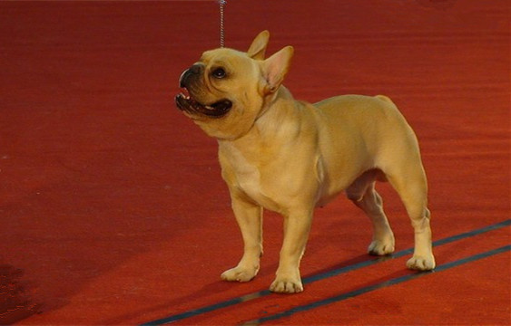 法国斗牛犬比赛