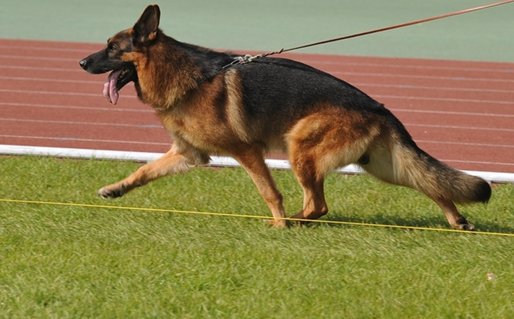 德国牧羊犬比赛 德国牧羊犬训练.