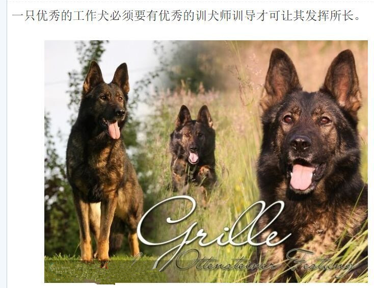 上海犬行为纠正 犬行为改良 上海犬行为训导